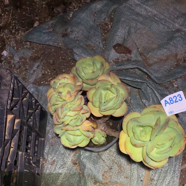 823满20包邮脱土发说