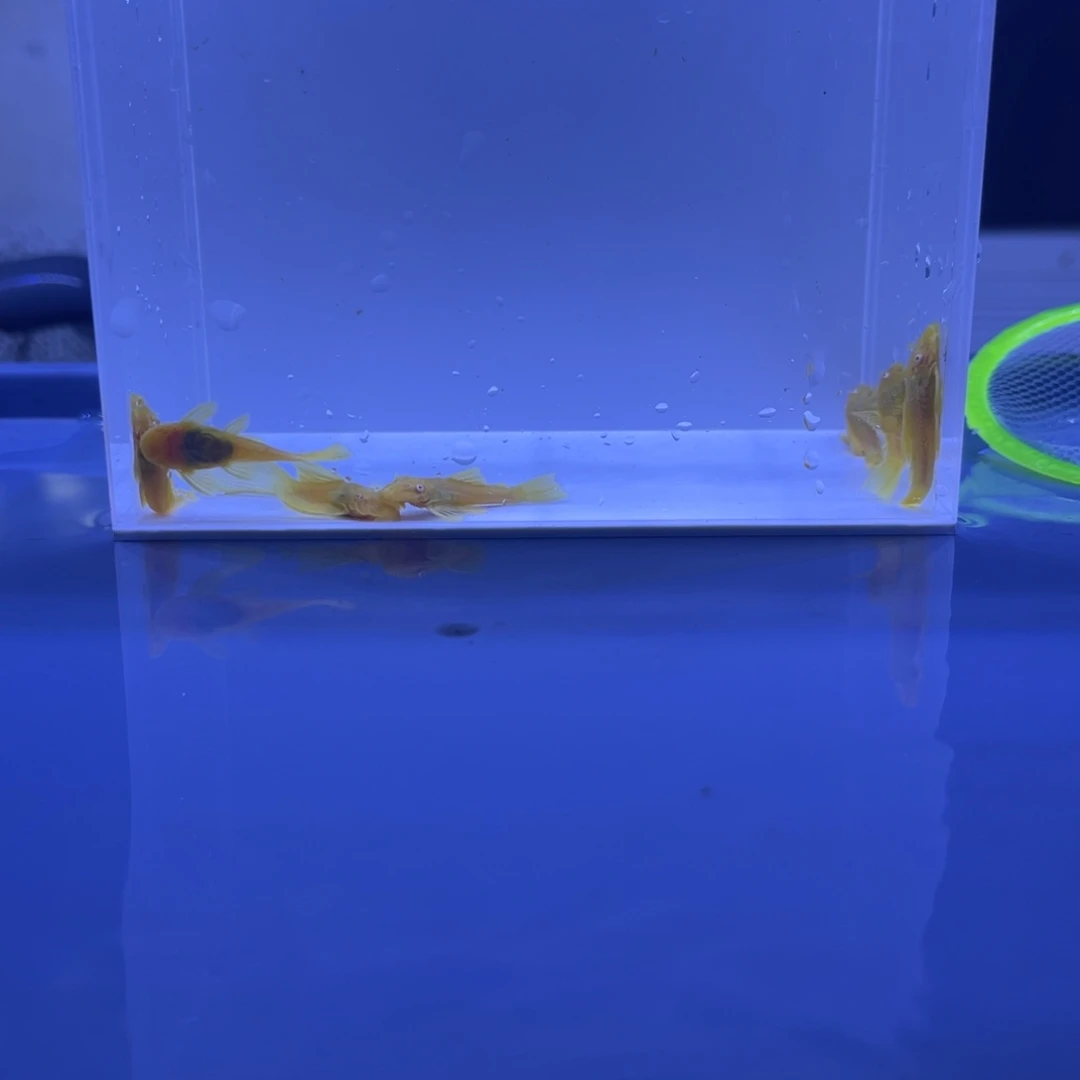 孔雀鱼胡子5个大帆2开箱视频报损