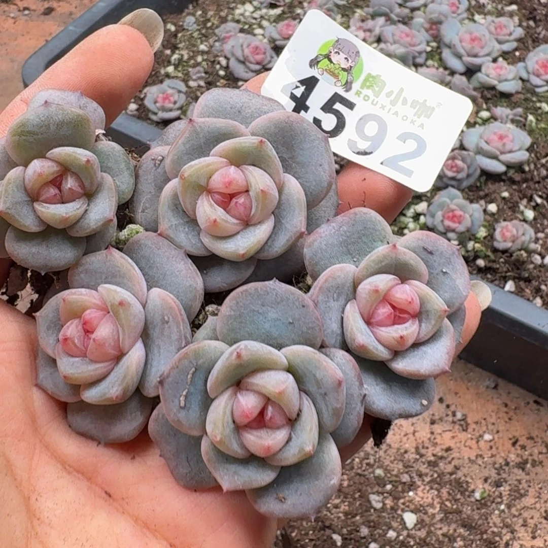 多肉植物多肉植物