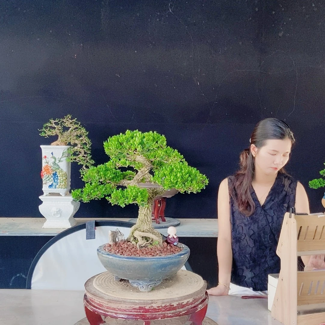 当前无花朵，栽培后可花朵