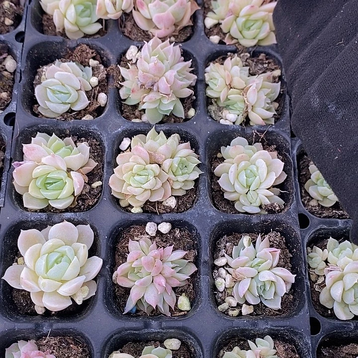 89 多肉植物盆栽花卉