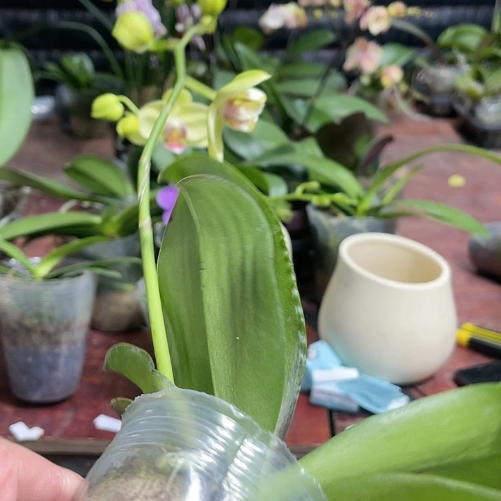 当前无花栽培后可以开花绿如意变异