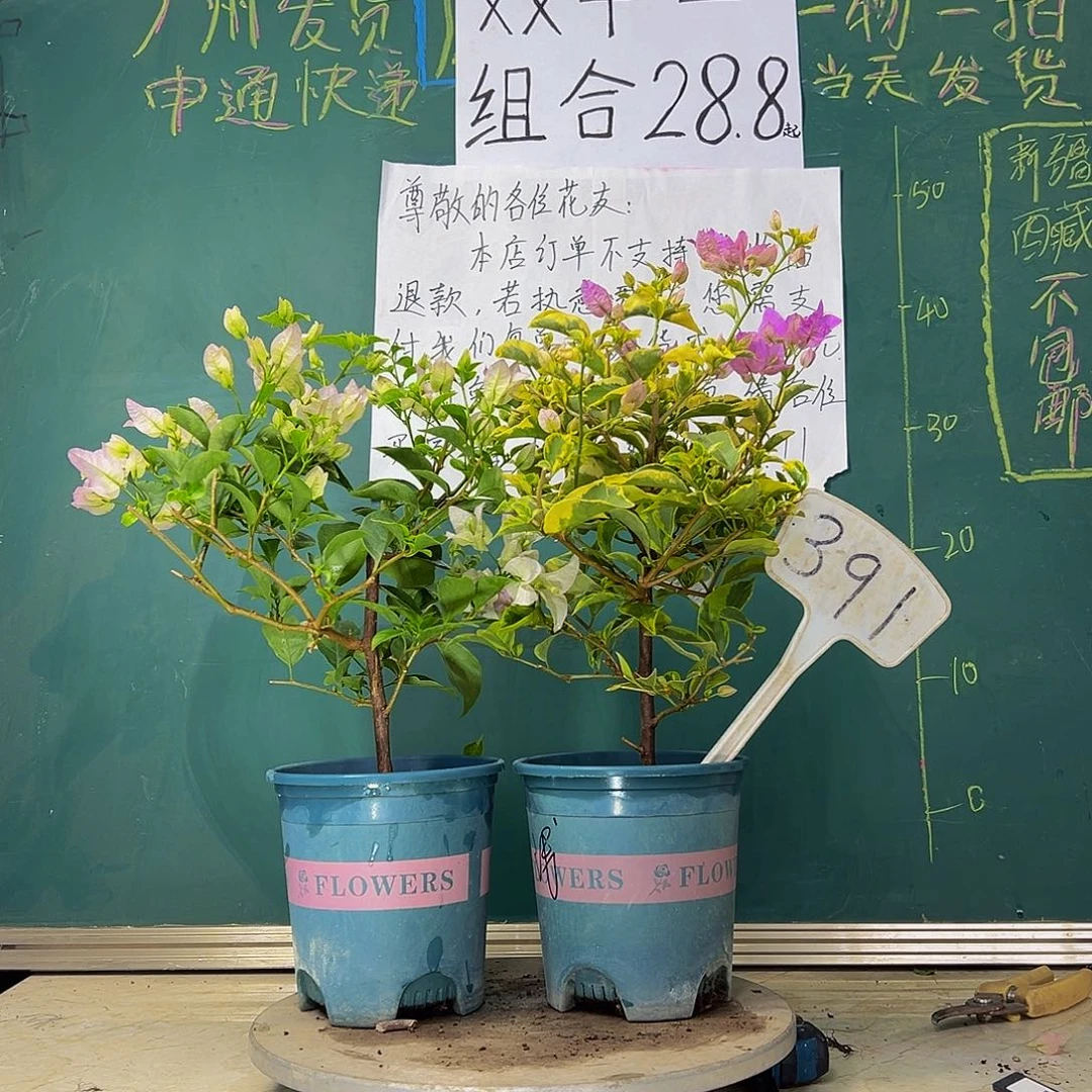 当前无花栽培后可以开花 金边浅紫 丽娜 391