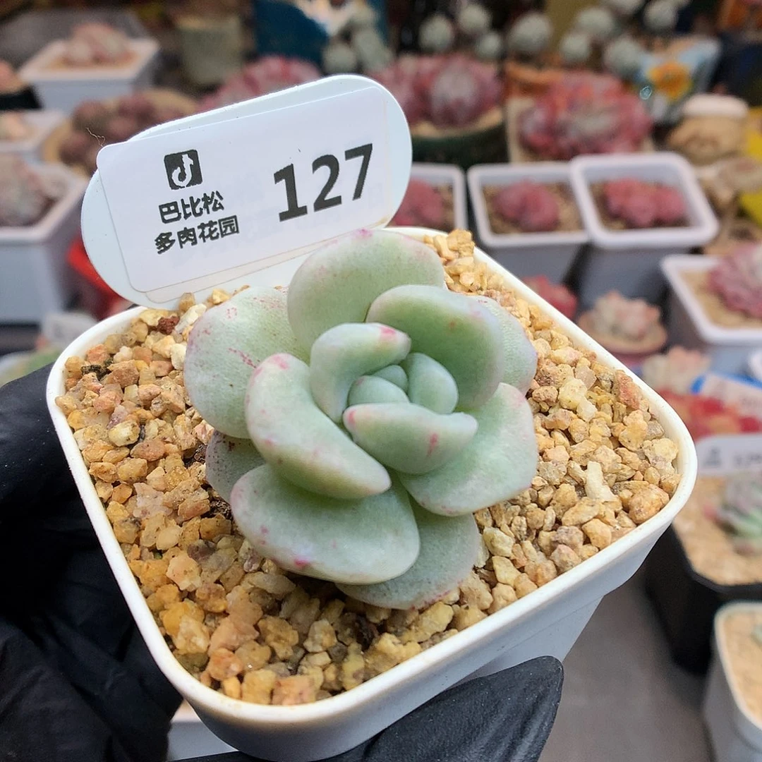 奶****⁸127 冰玉石化多肉