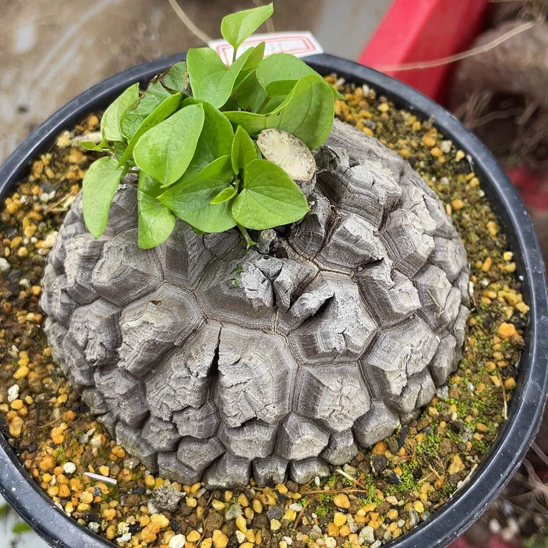 龟甲龙一物一拍1441号10.5cm