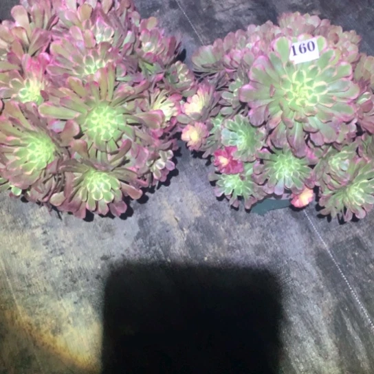 小***.多肉植物组合霁月160