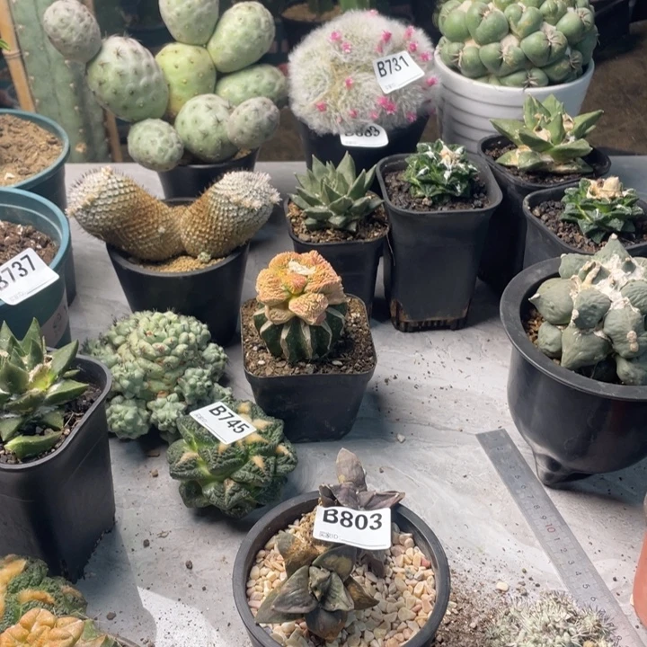 803怒涛两个仙人球