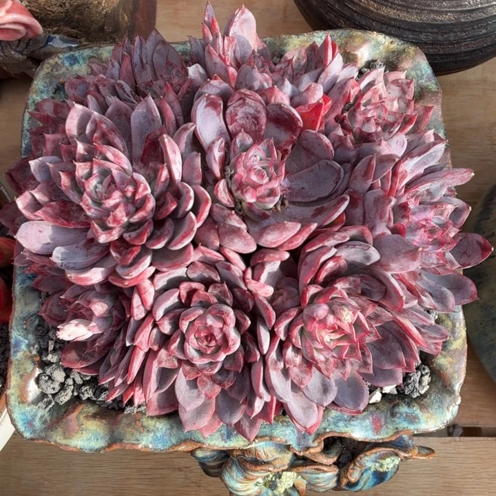 多肉植物 冰贝一物一拍-4