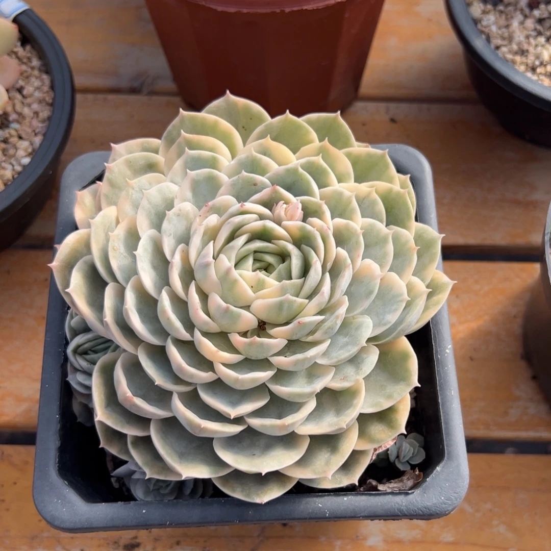 多肉昂斯诺锦【非偏远满18包邮】