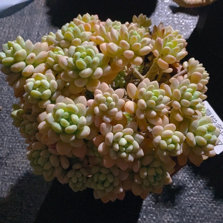 顺****缘夏悦多肉 0220-107洛可可