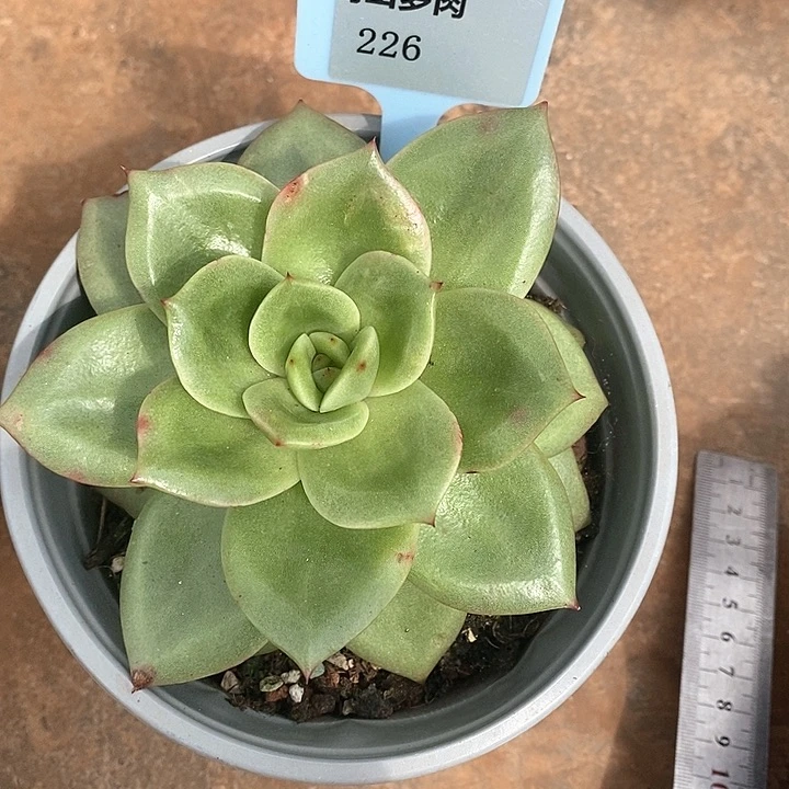 226-直播福利 狮子王