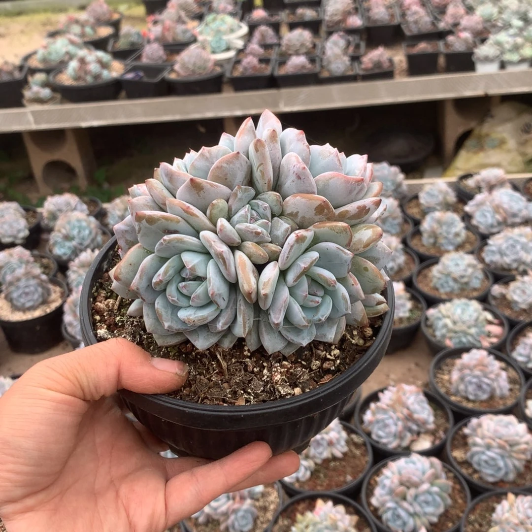 无花朵无砍花花花花花花花花25