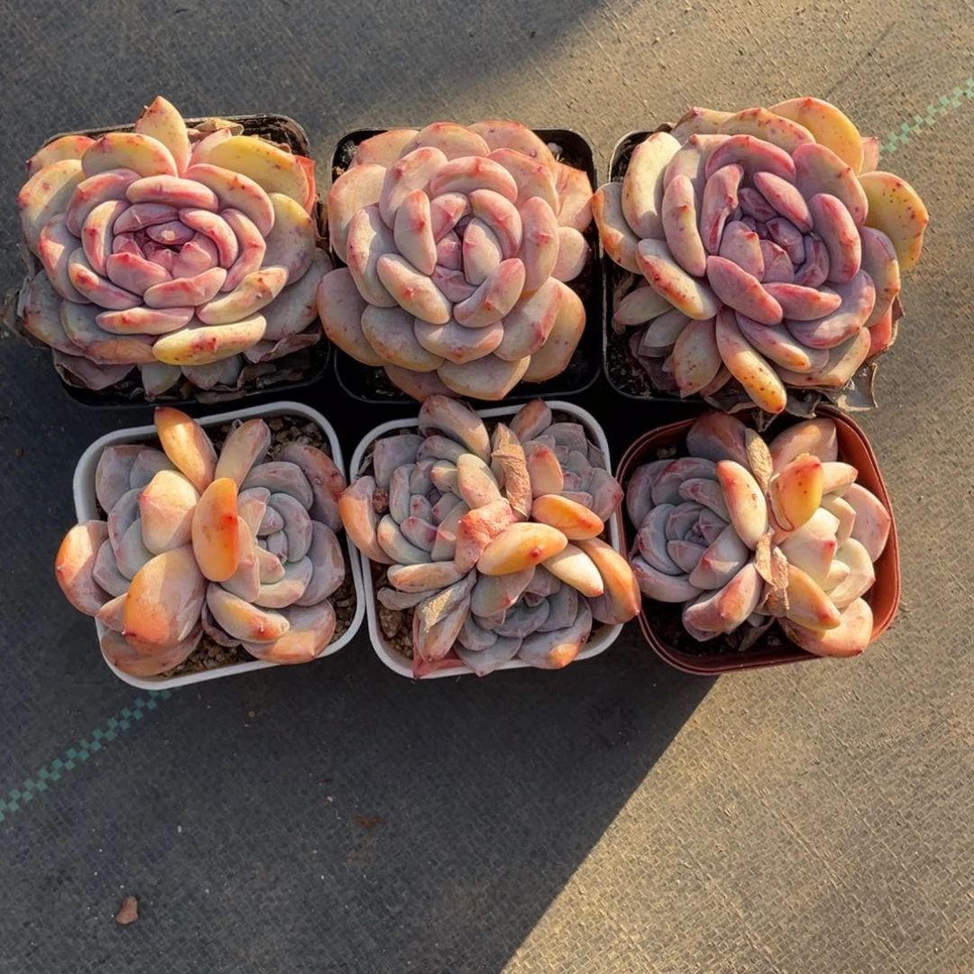 M****d奶盖加嫦娥六个一组30