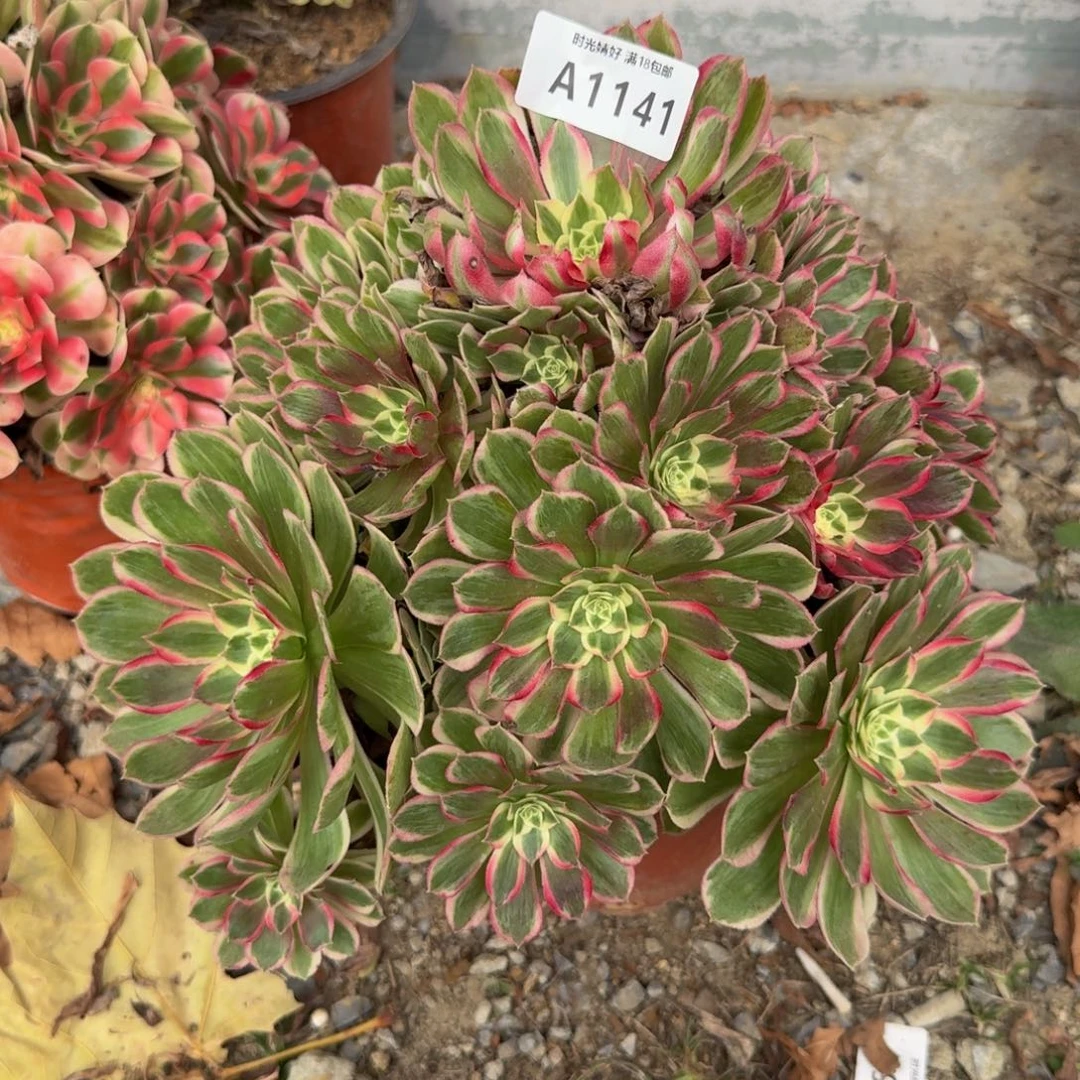 1141孔雀翎。多肉植物