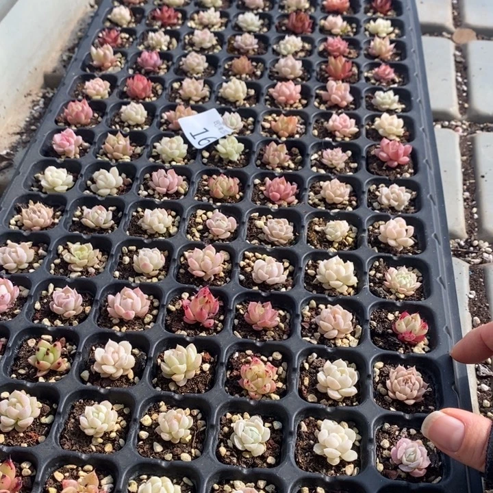 16 多肉植物盆栽花卉