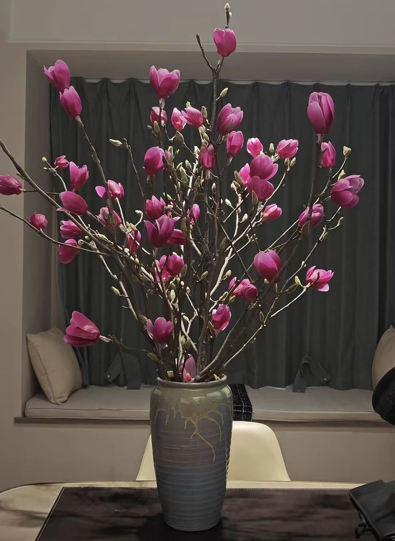 鲜切【当日现切】玉兰花水培植物带花苞紫玉兰水养花卉好养耐寒