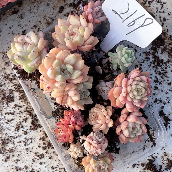 薇薇安园艺多肉2169