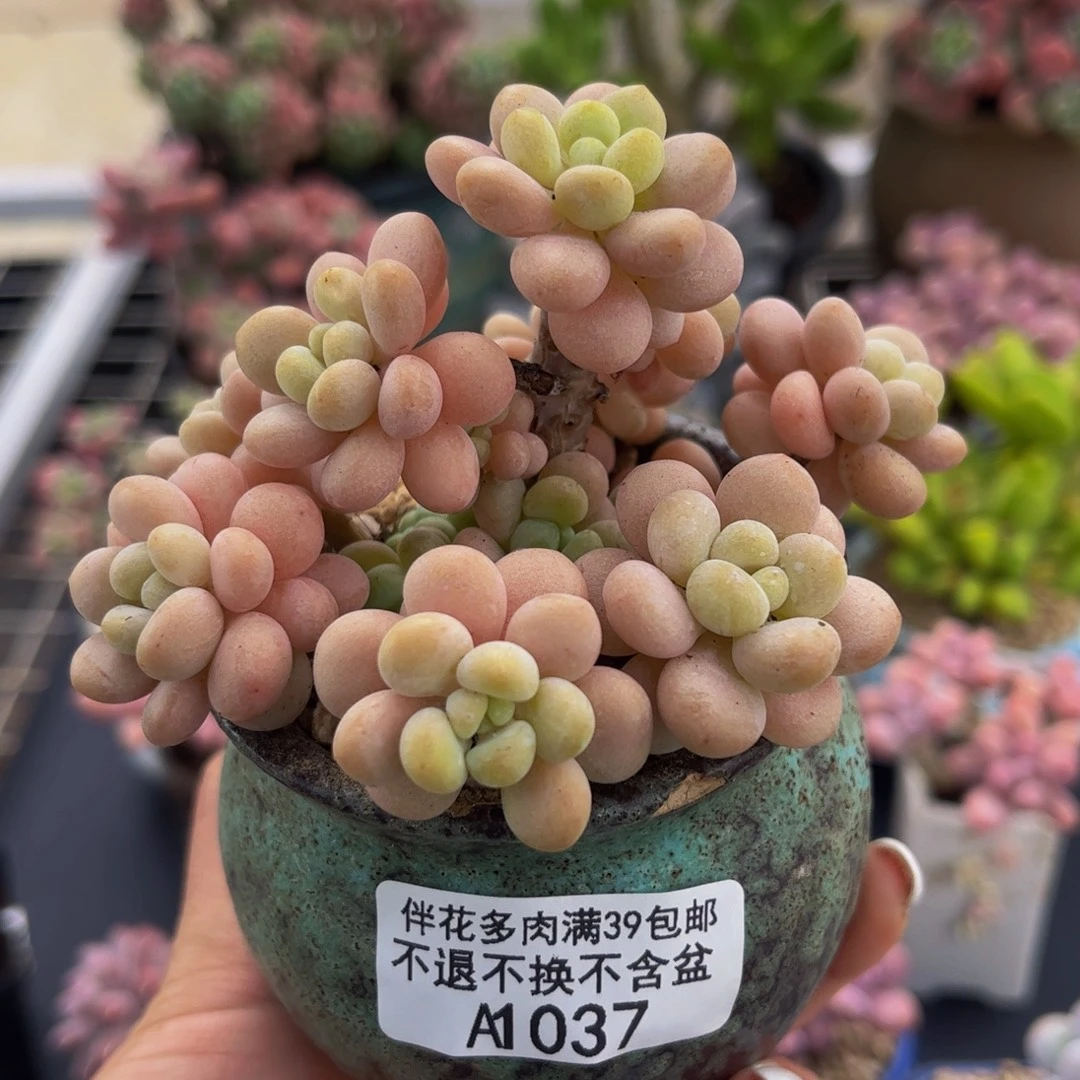037-洛可可7cm多肉
