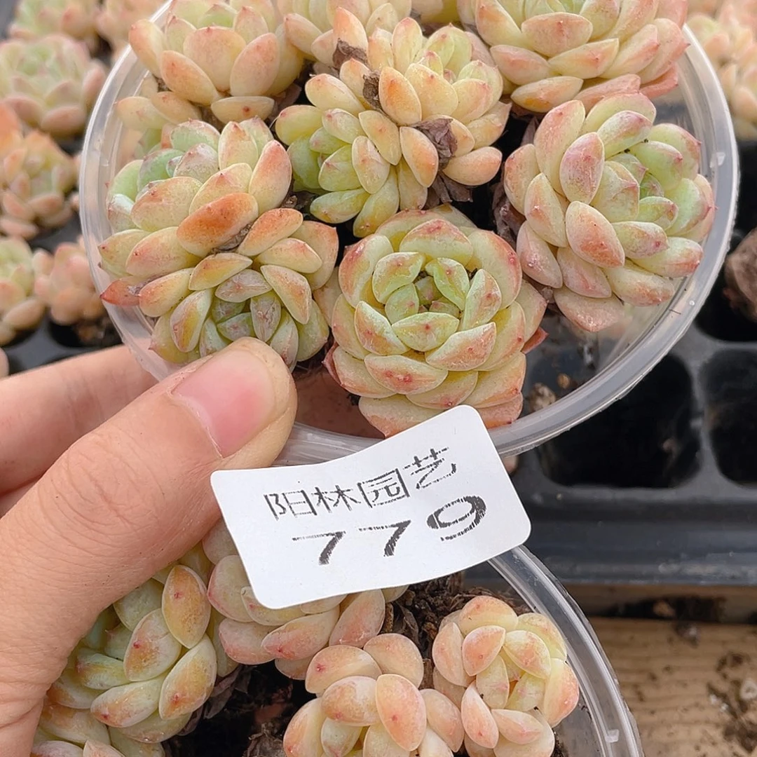 大***妮多肉植物多肉植物779