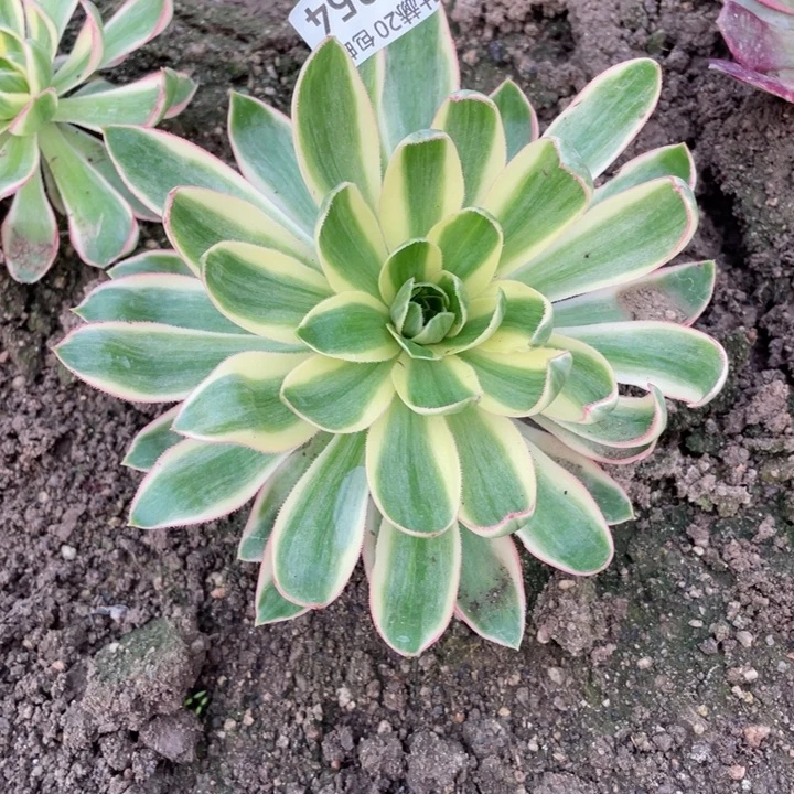 354青莲多肉123445789