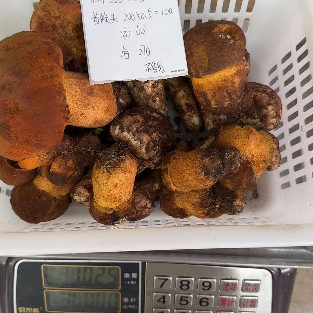 云***李青头菌中国大陆菌子