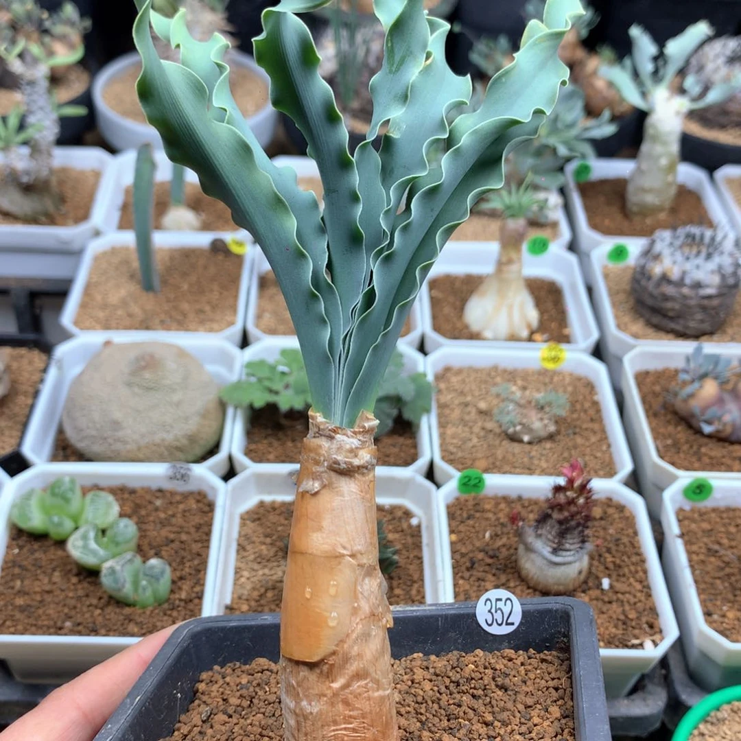 产地巨凤之卵带盆352号