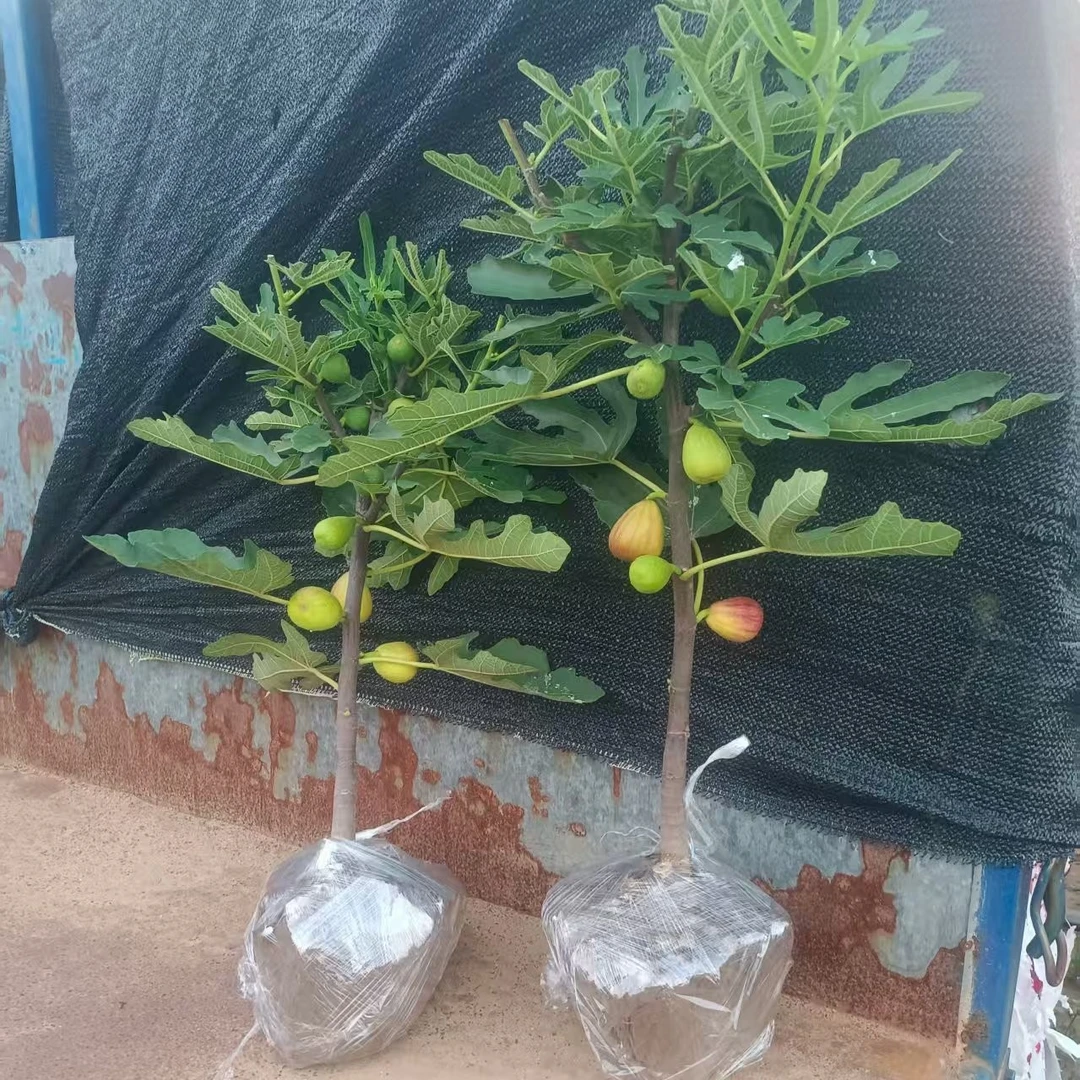 波姬红芭劳奈斯特拉青皮华丽无花果地栽苗，摘叶带果发货
