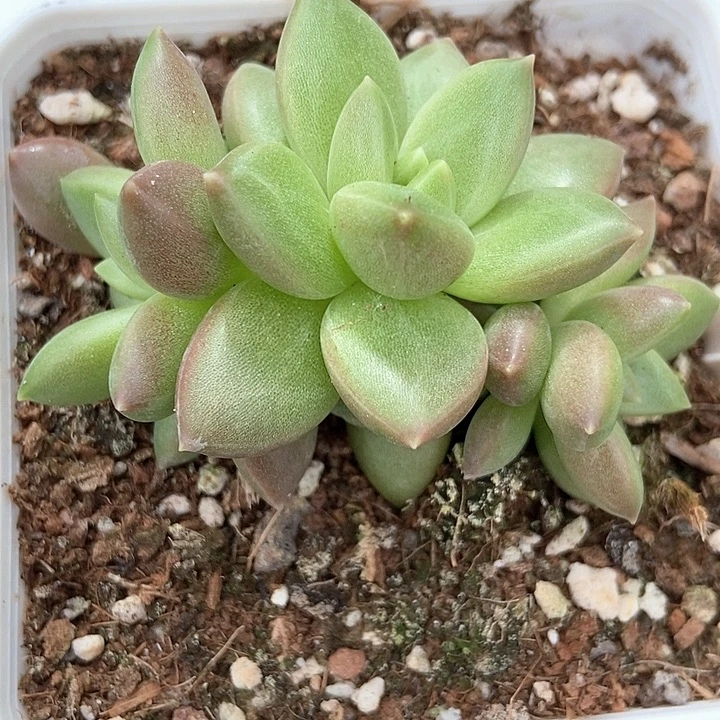 多肉植物迷雾泡泡1992