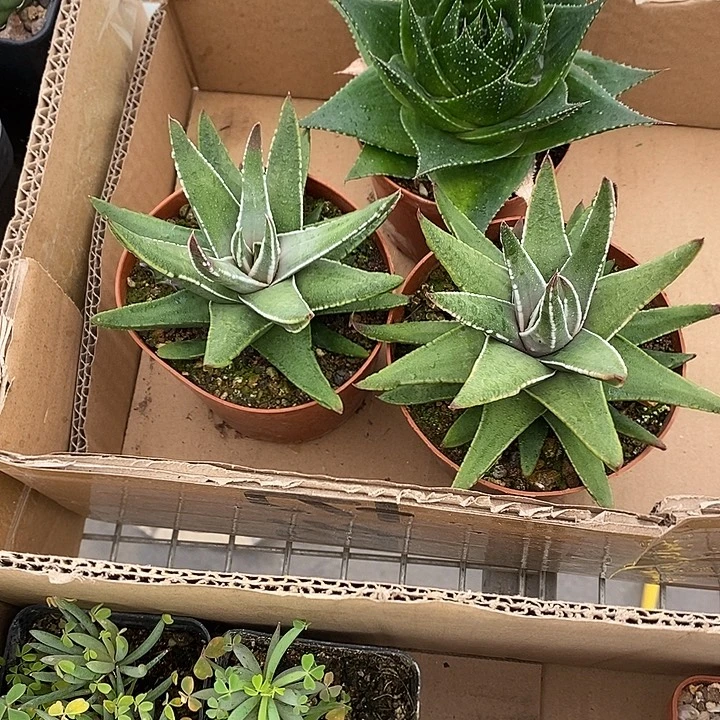 别***想漂亮仙人球一一拍