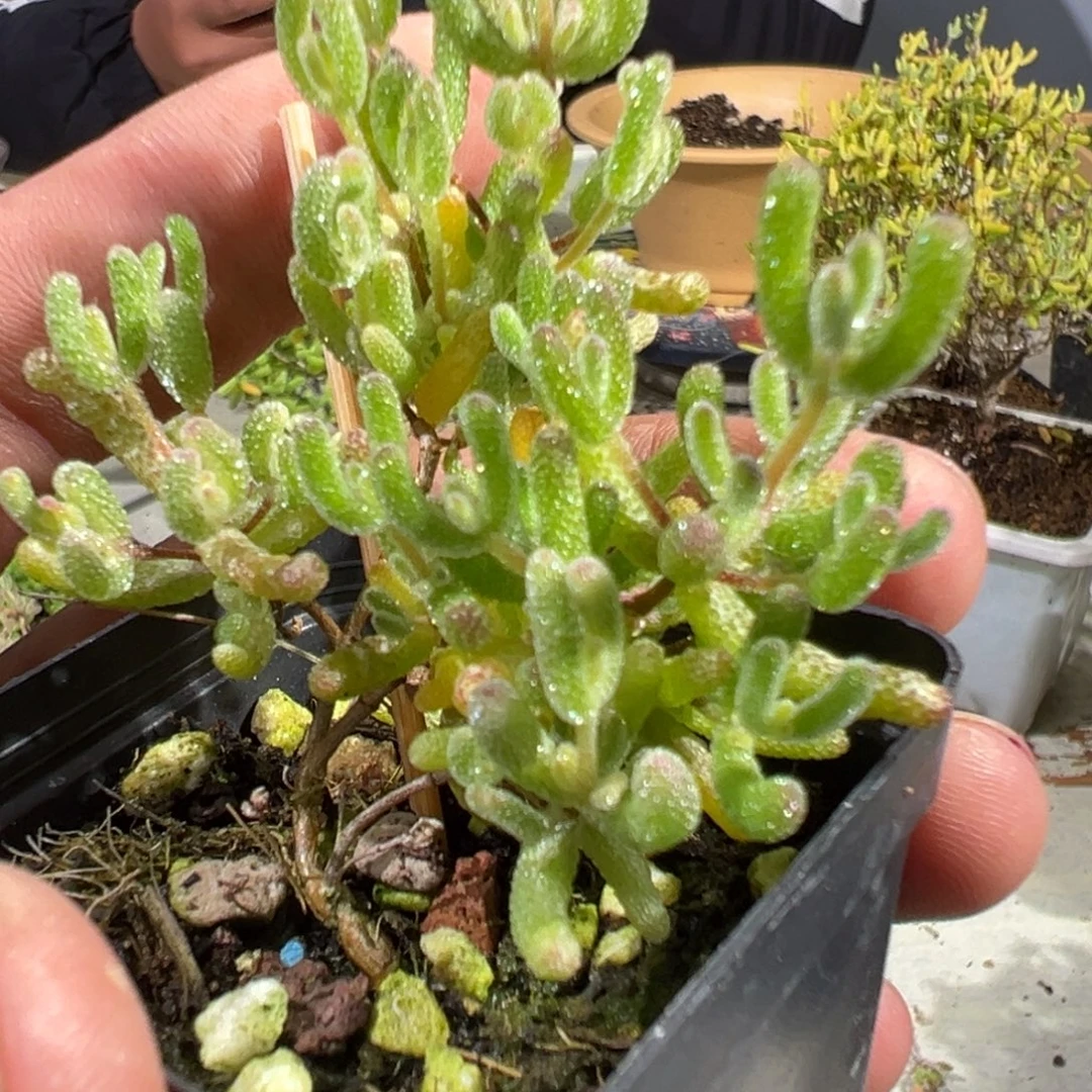 冰糖锦55杯老桩福利