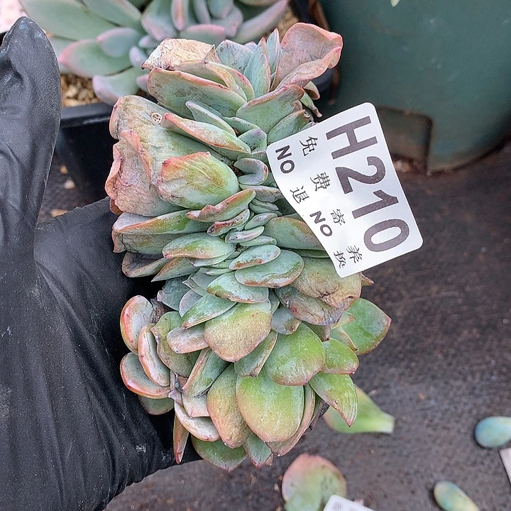 白凤缀化 非偏远38包邮节后发