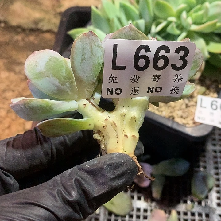 陈***莉白凤缀化 多肉植物.9.27号左右发