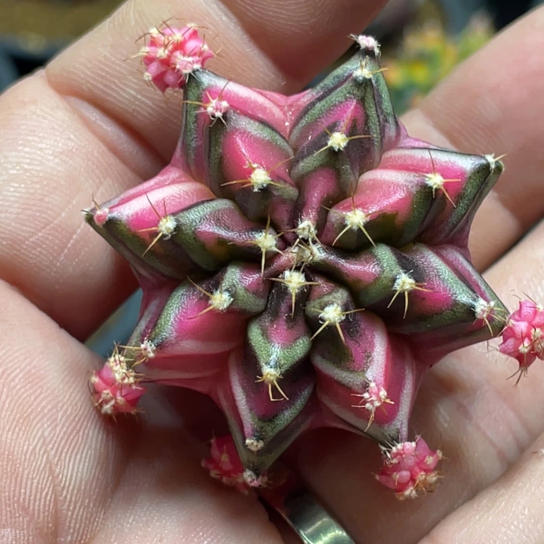 当前无花朵，栽培后可花朵五月