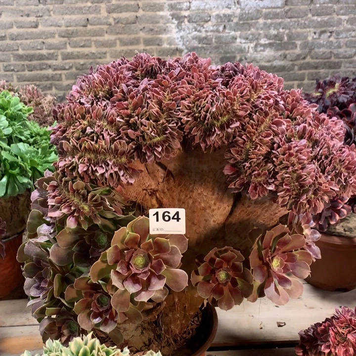 164玫瑰缀多肉法师