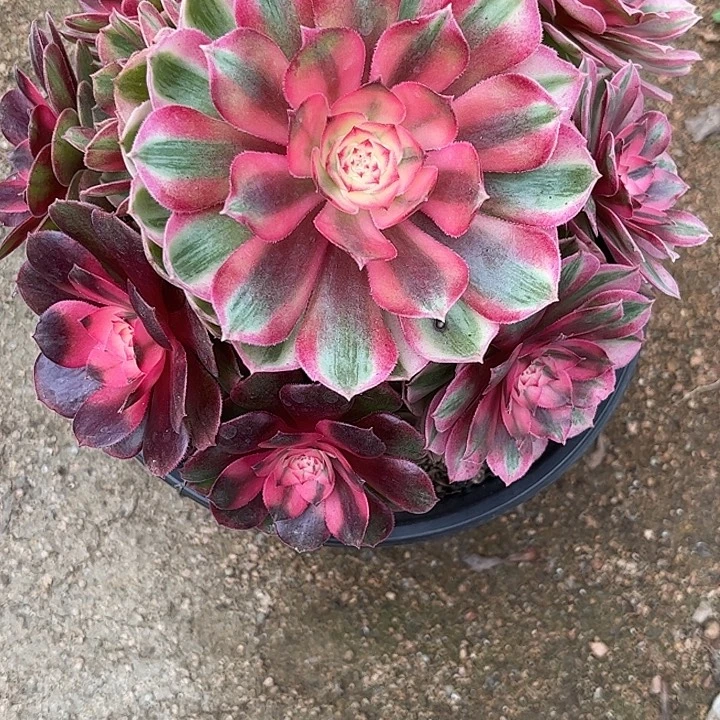 多肉植物荔枝锦…………