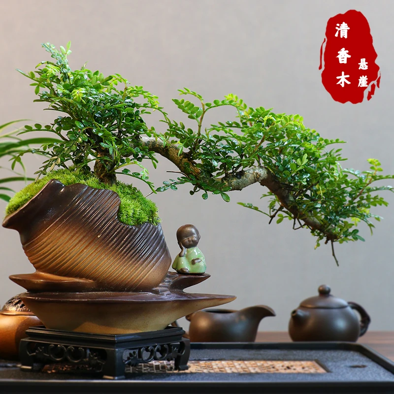 悬崖清香木盆景新中式室内好养桌面摆件绿植花卉盆栽鲜活