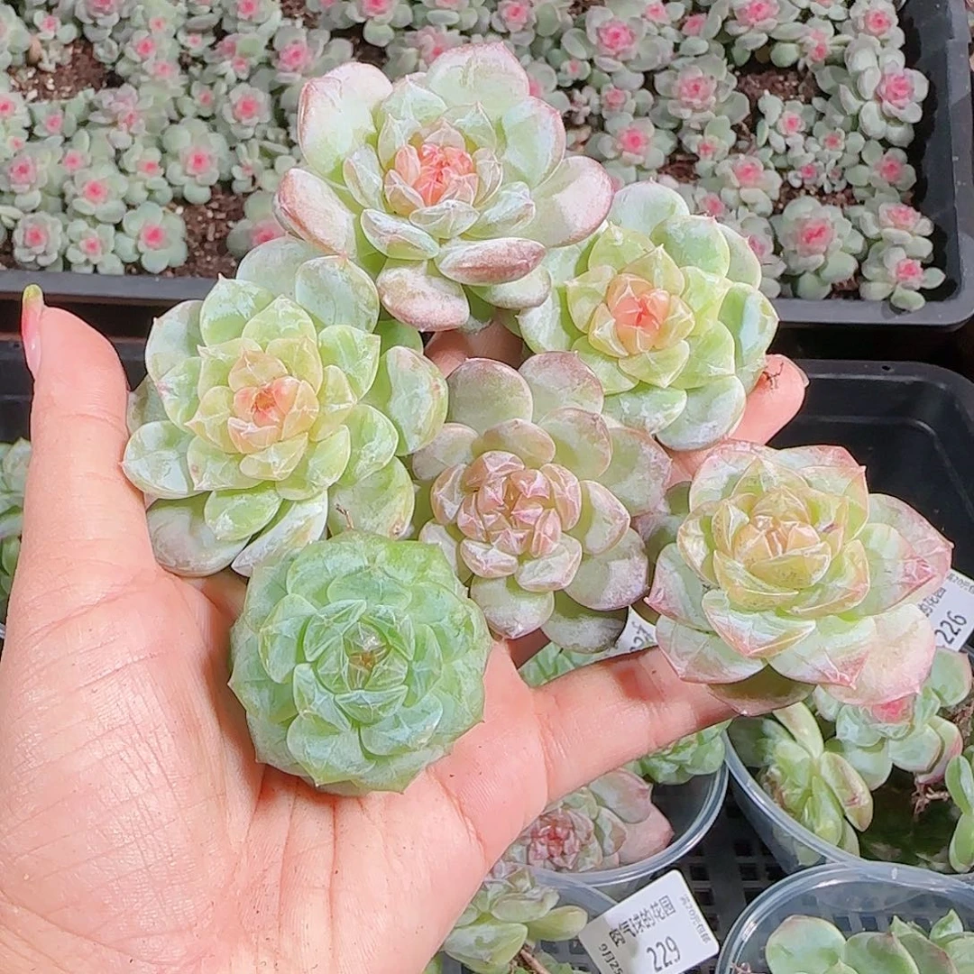 0925---231糖心珍妮