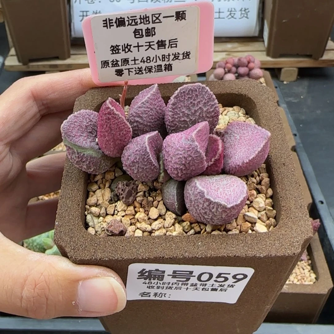 059哈莫猪肝多肉