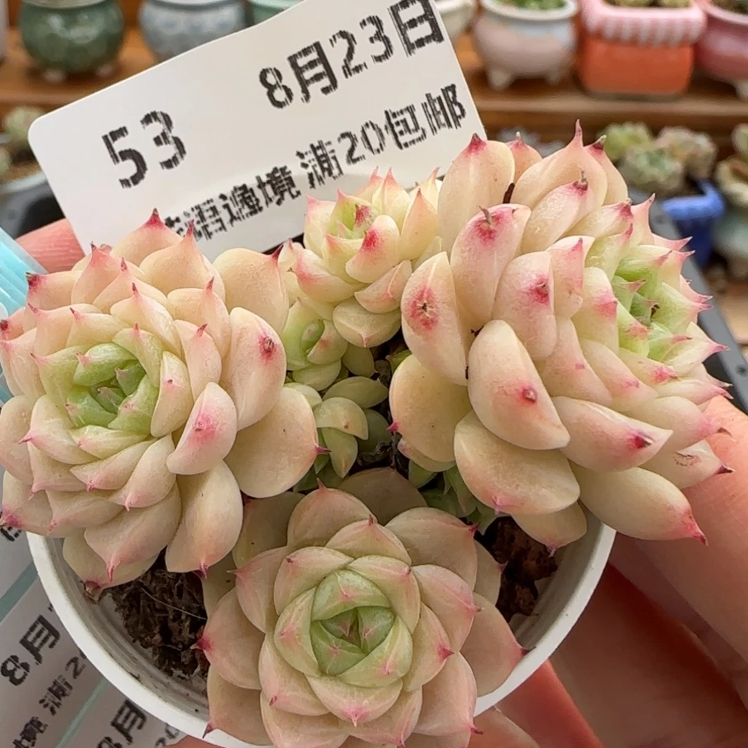 花语逸镜0823-53散