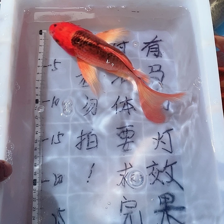蝴蝶鲤鱼渔场直发26
