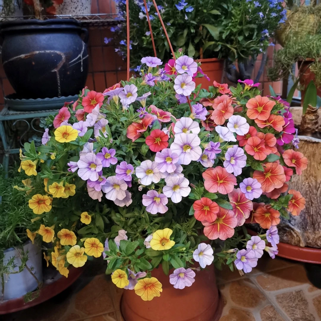 百万小玲舞春花盆栽庭院阳台花镜植物易养护爆花强