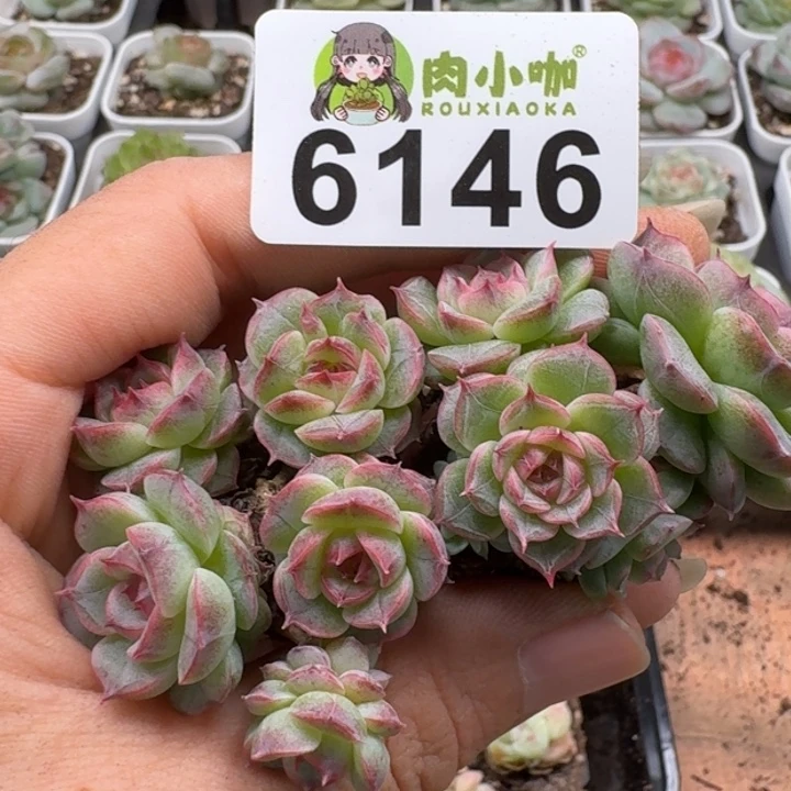 多肉植物多肉植物