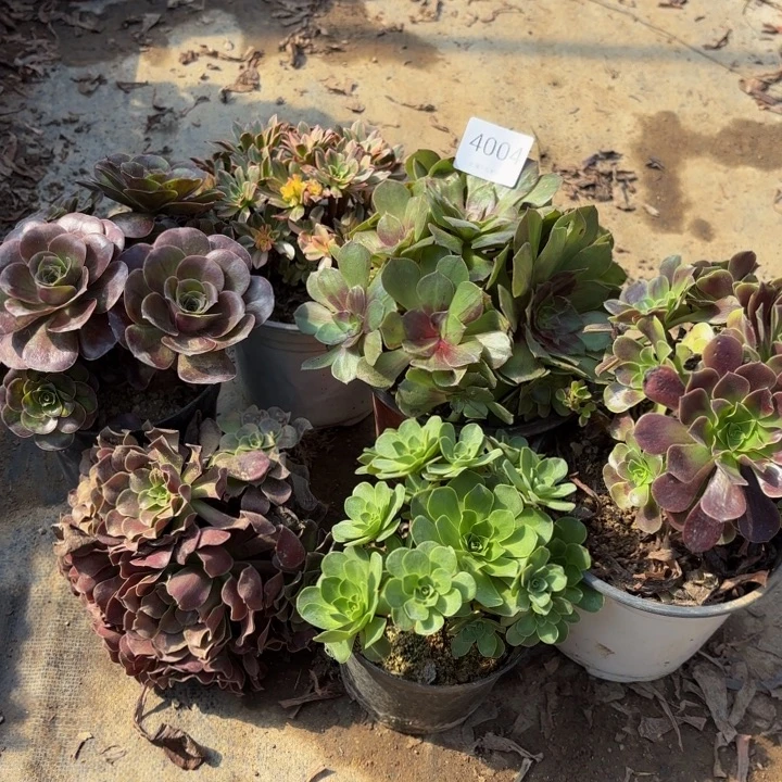 6颗多肉处理不包断头4004