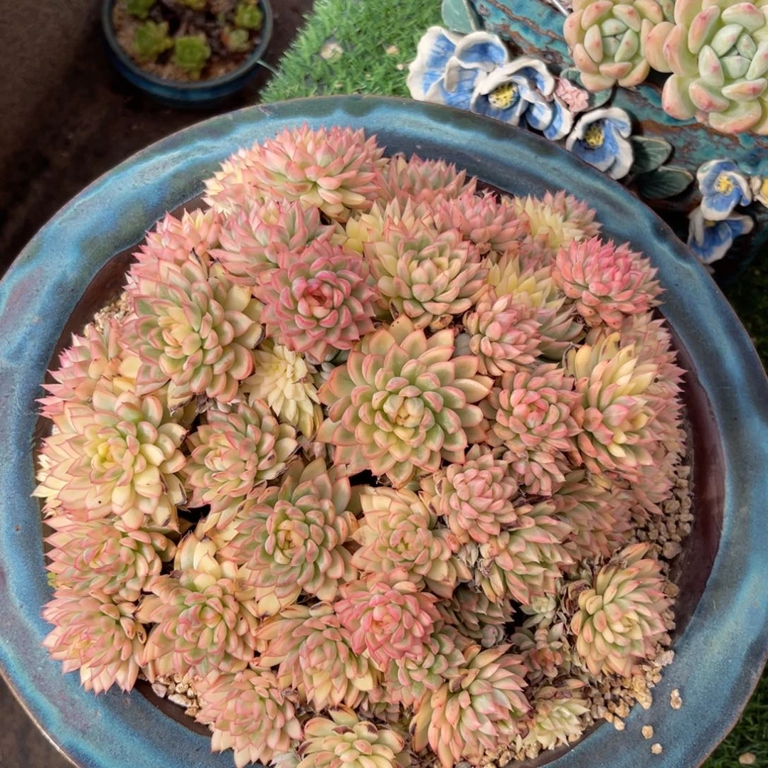 女雏锦大群一物一拍