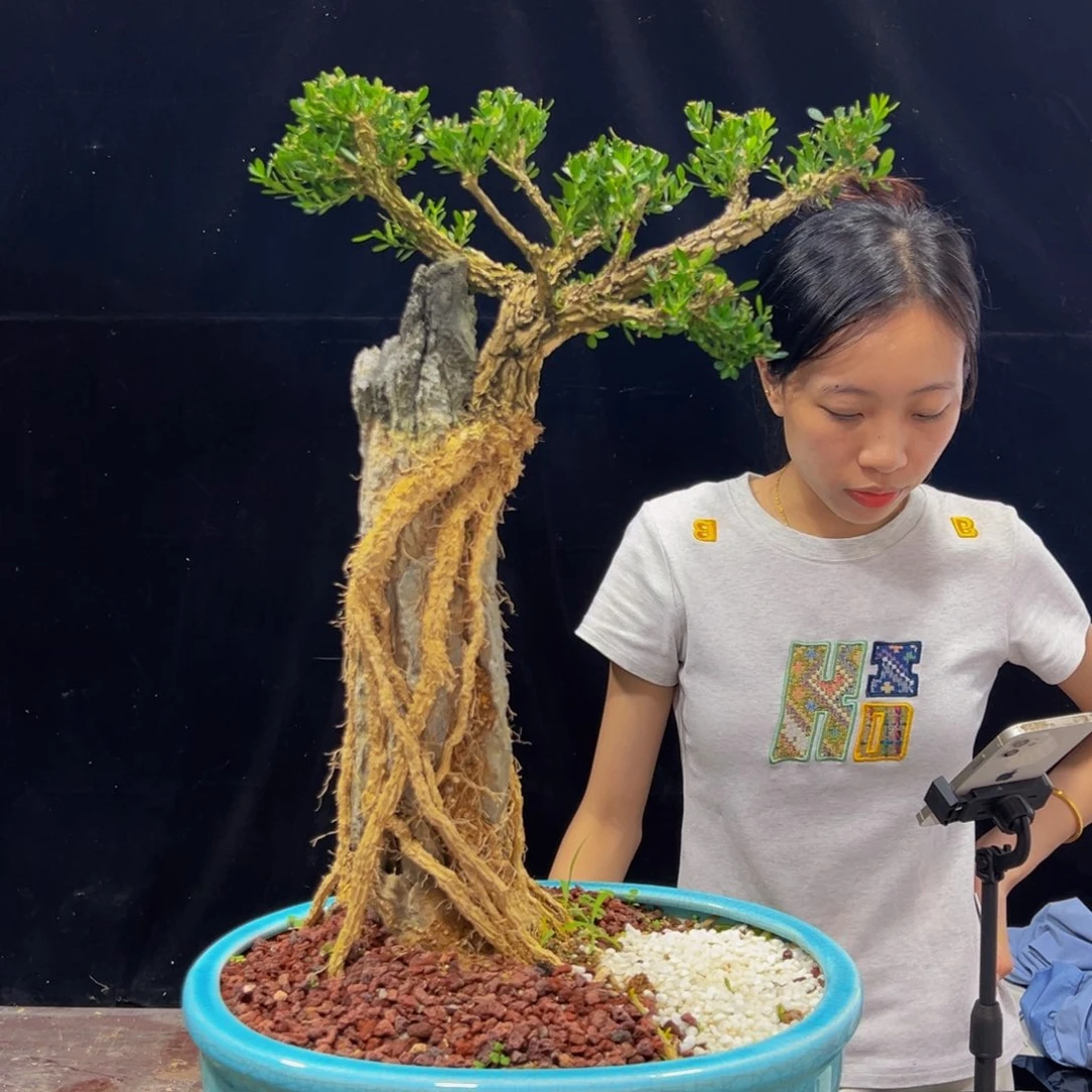 无花朵广东黄杨四季常青