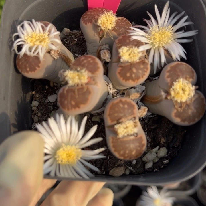 铁***Y859号888888888888