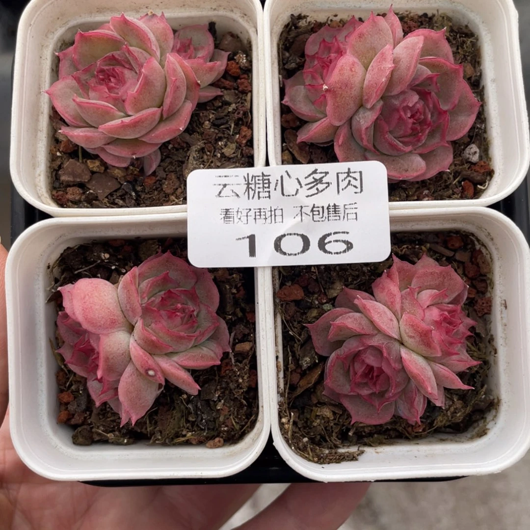 云糖心多肉植物106