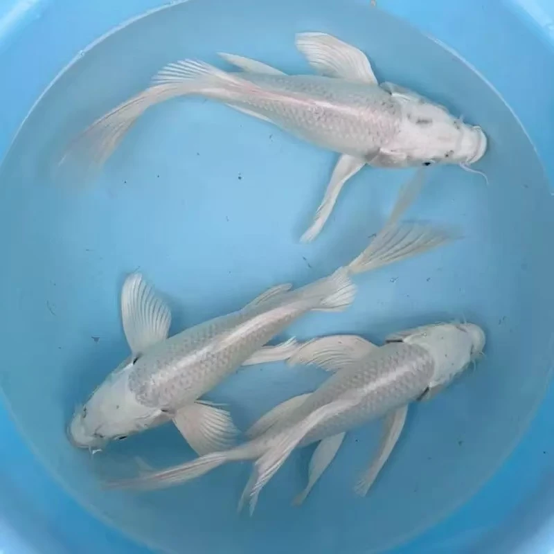 【白金锦鲤】龙凤锦鲤蝴蝶锦鲤冷水鱼观赏鱼