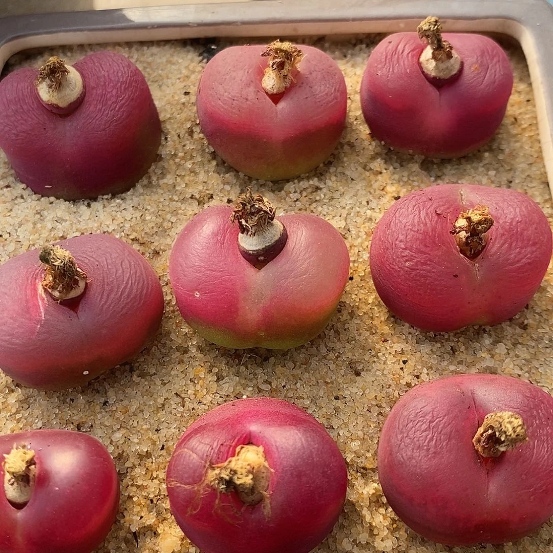 1821大紫红一组。