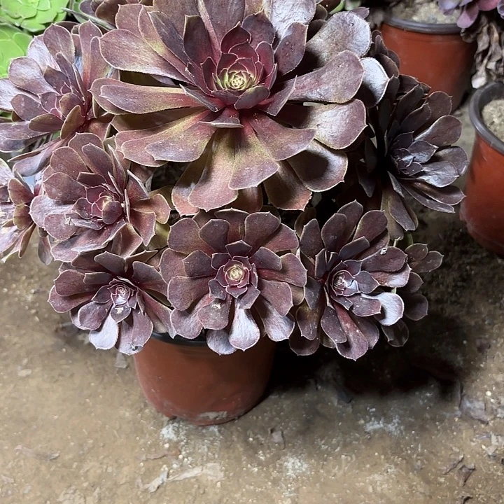 多肉植物法师黑魔31